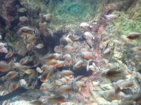 Тропически рибки в Тюркоазу 